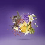 عطر ادکلن زرجوف پرپل اچنتو | Xerjoff Purple Accento